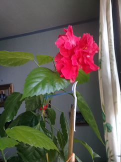 Розы. Вьюны. Фиалки.кактусы