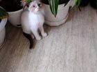 Котята Невская маскарадная и трехцветная, абиссинс объявление продам