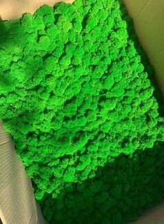 Мох стабилизированный