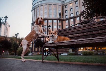 Дрессировка собак