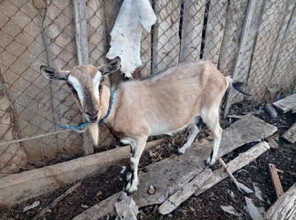 Зааненская дойная коза, козел Гоша чех 2года - фотография № 2