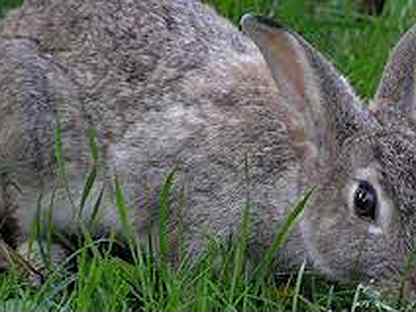 К чему снится кролик серый. Приснился большой серый кролик. Сонник кролик серый.