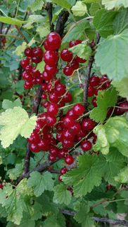 Саженцы смородины