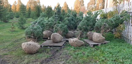 Саженцы сосны черной 2-2,5м