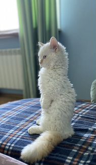 Ламбкин с голубыми глазками