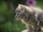 Сибирские котята