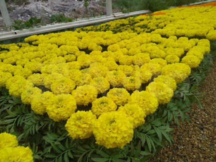 Бархатцы (Тагетис) крупный однолетние цветы оптом