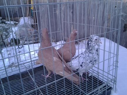 Бойные голуби