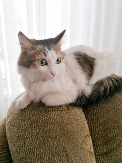 Сибирская кошка 1,5 года