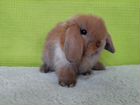 Кролик карликовый из питомника