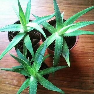 Алоэ 100летник в горшках