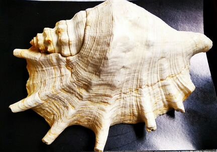 Морская ракушка