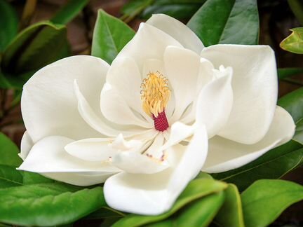 Магнолия коко для комнатного выращивания