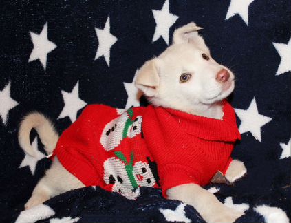 Белоснежные крохи