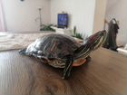 Красноухая черепаха Люся