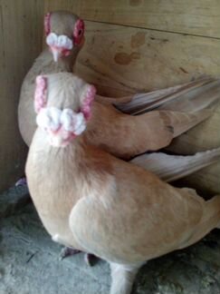 Продажа голубей в Москве (Индианы)