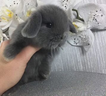 Кролики бараны