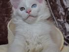 Белые котята мейнкун
