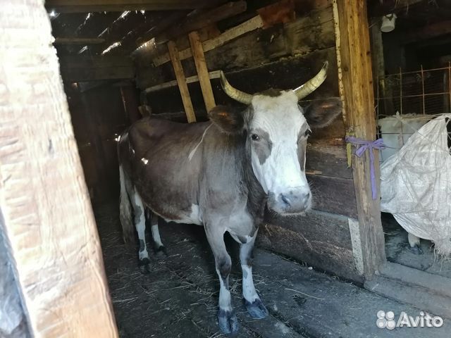 Продам Корову