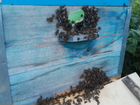 Улей, пчёлы (дикие), семья (работящая) объявление продам