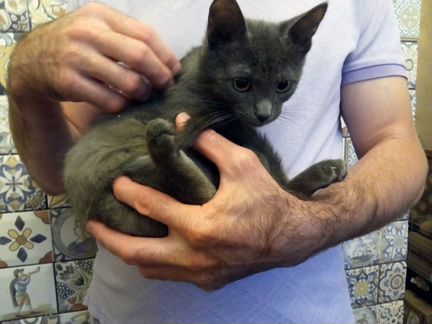 Ласковый котенок голубого окраса в добрые руки