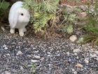 Кролик белый вислоухий объявление продам