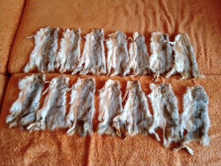 Шкурки белки 49 штук + 17 штук