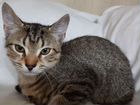 Бесплатно котенок от кошки-сфинкса