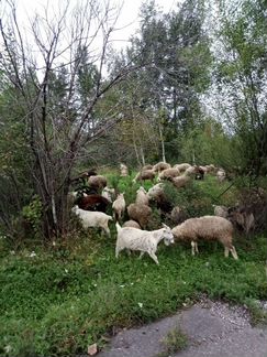 Овцы бараны ягнята - фотография № 8