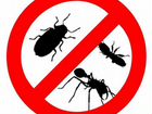 Уничтожение насекомых объявление продам