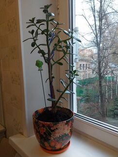 Денежное дерево (Толстянка) с горшком