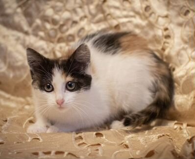Трехцветная малышка котенок Нюша 2,5 месяца в добр