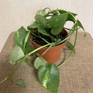 Сциндапсус