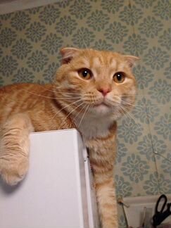 Вислоухий кот 1 год