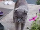 Кошка (кот), порода вислоухая дымчатая шотландская