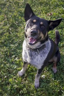 Метис хилера Бучи, в декабре будет год