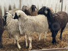 Бараны, овцы курдючной породы объявление продам