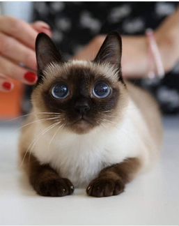 Котята той боб