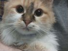Кошка Мира ищет новую семью объявление продам