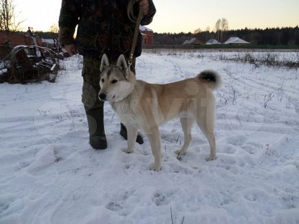 Кобель зсл для вязки