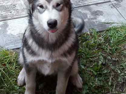 Животные. Потеряшка из дом с характером. Питомник анжеро-судженск. Стрижка йошкар терьер. Хаски биг бол.
