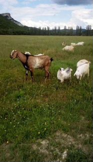 Зааненские дойные козы - фотография № 2