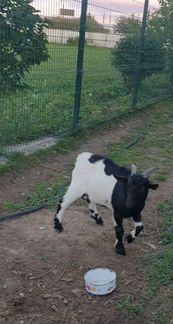 Камерунская коза - фотография № 5