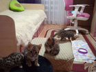 Бенгальские котята. 4 котëнка, ухоженные, откормле
