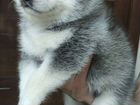 Щенки Аляскинского Маламута,собака (не хаски,не ла объявление продам