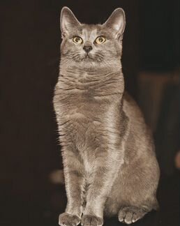 Метис британки В поиске дома