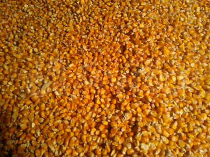 Пшеница ячмень отруби и кукуруза