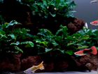 Растения для аквариума, Аквалеон - (Благовещенск) объявление продам